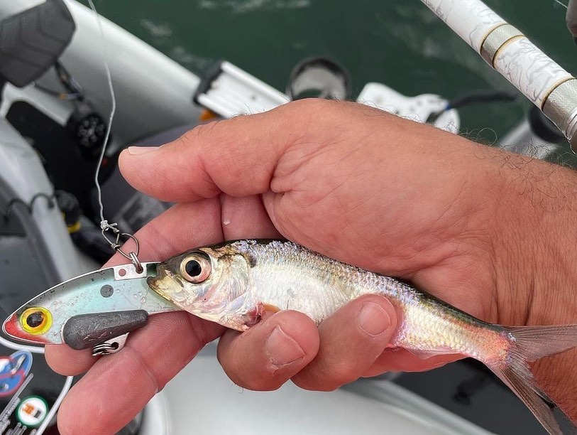 SteelShad Lures tweet media