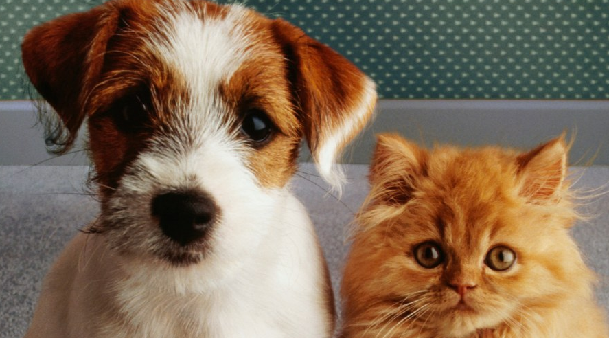 repartidorr's tweet image. Amigo repa, y tú, ¿eres team michis o peludos? Este tweet se responde con foto de tu mascota
#RespetoporlaVida #CompañerosDeVida #Michis #Peludos
#SomosRepas