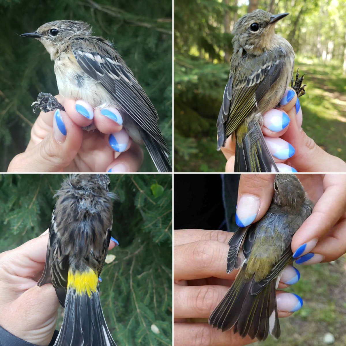 beaverhillbirds's tweet photo. Remember our juvenile Cape May Warbler from a couple days ago? Here is a side by side comparison with a Yellow-rumped (Myrtle) Warbler. 
#Twinsies #FallWarblers #MigrationMonitoring #BirdBanding #BBObirds #BirdsOfAlberta https://t.co/YFYDnypWP5
