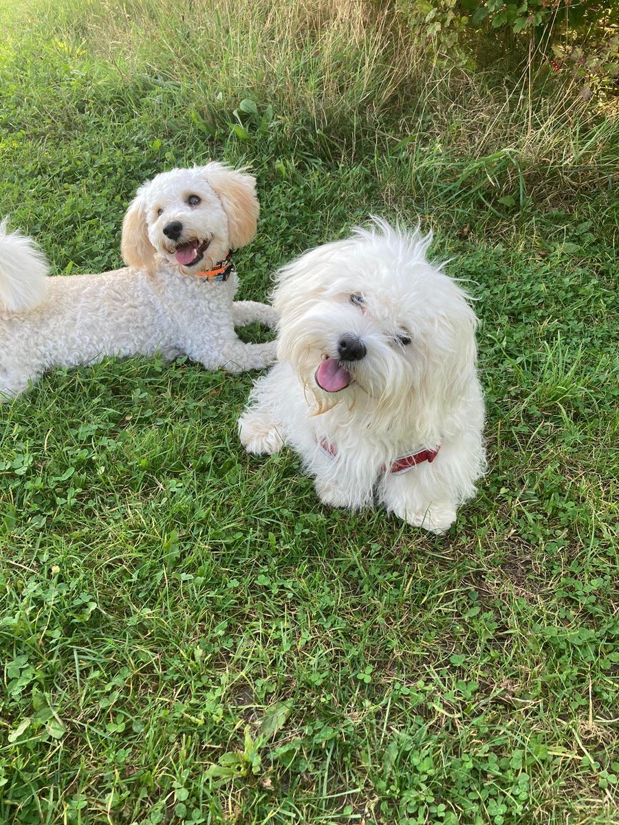 LeeleeTheBee's tweet photo. Bertie on the right with best mate Bailey 😀 https://t.co/9Km55aYvSK