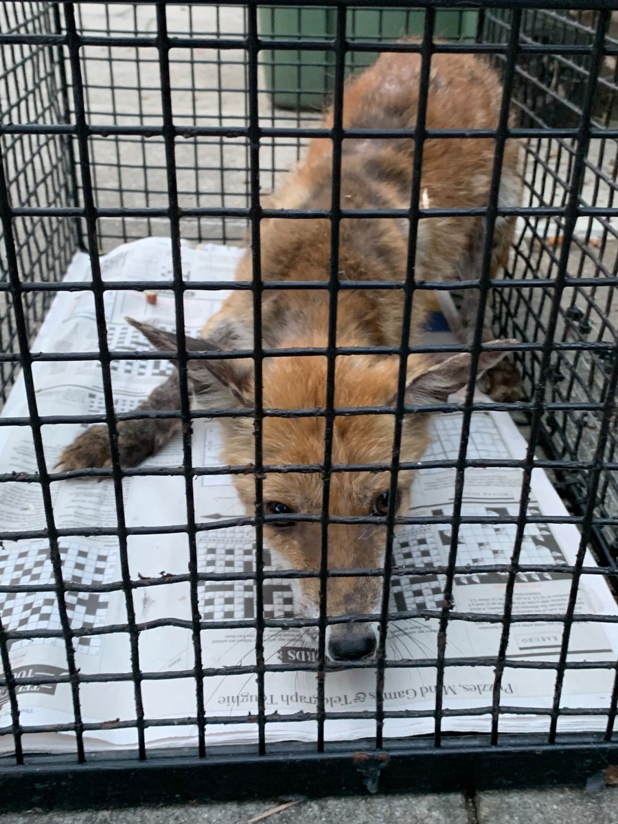 Came home to find a sick #fox at the door. A quick call to the amazing #FoxProject and 30mins later it was the way to a vet, treatment and rehab! #AbbeyWood #Londonfoxes #Foxes