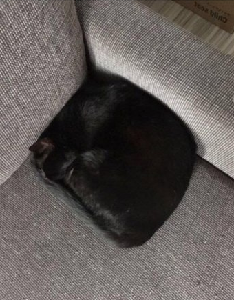 cat³