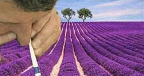 Flantasma1's tweet image. -Sabías que el aroma de la lavanda reduce el estrés, la ansiedad, la soledad y la depresión?
Yo: