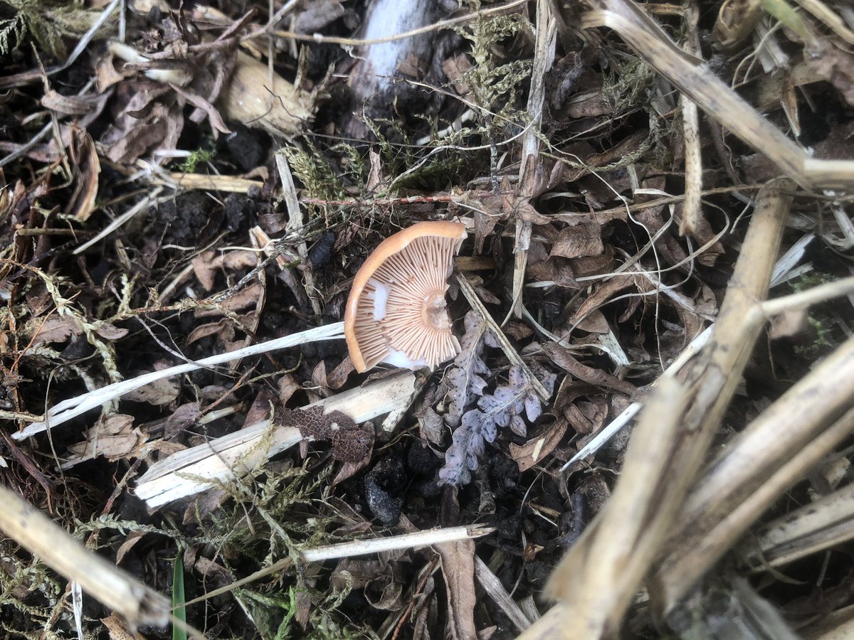 dornochlassie's tweet photo. #milkcap #fungi https://t.co/iPjITCxWid