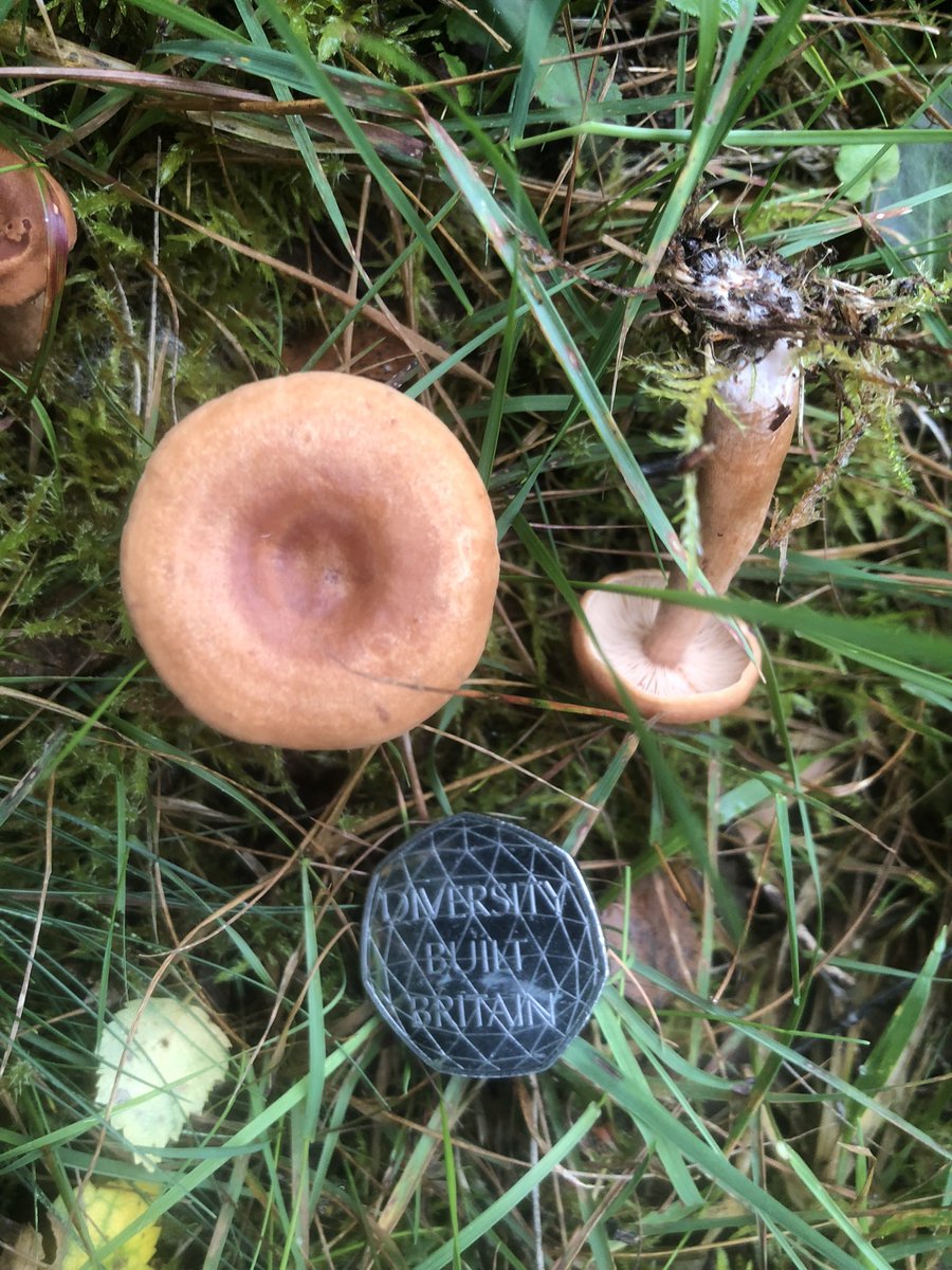 dornochlassie's tweet photo. #milkcap #fungi https://t.co/iPjITCxWid