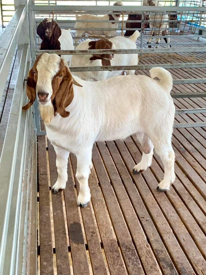 Kenya Livestock Farmers Link on Twitter "Buy High Quality Breed For a dairy goat farm, then you