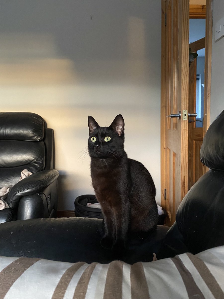 #BlackCatAppreciationDay gotta share these two cuties Jimmy &amp; Josie 🐈‍⬛ 🐈‍⬛