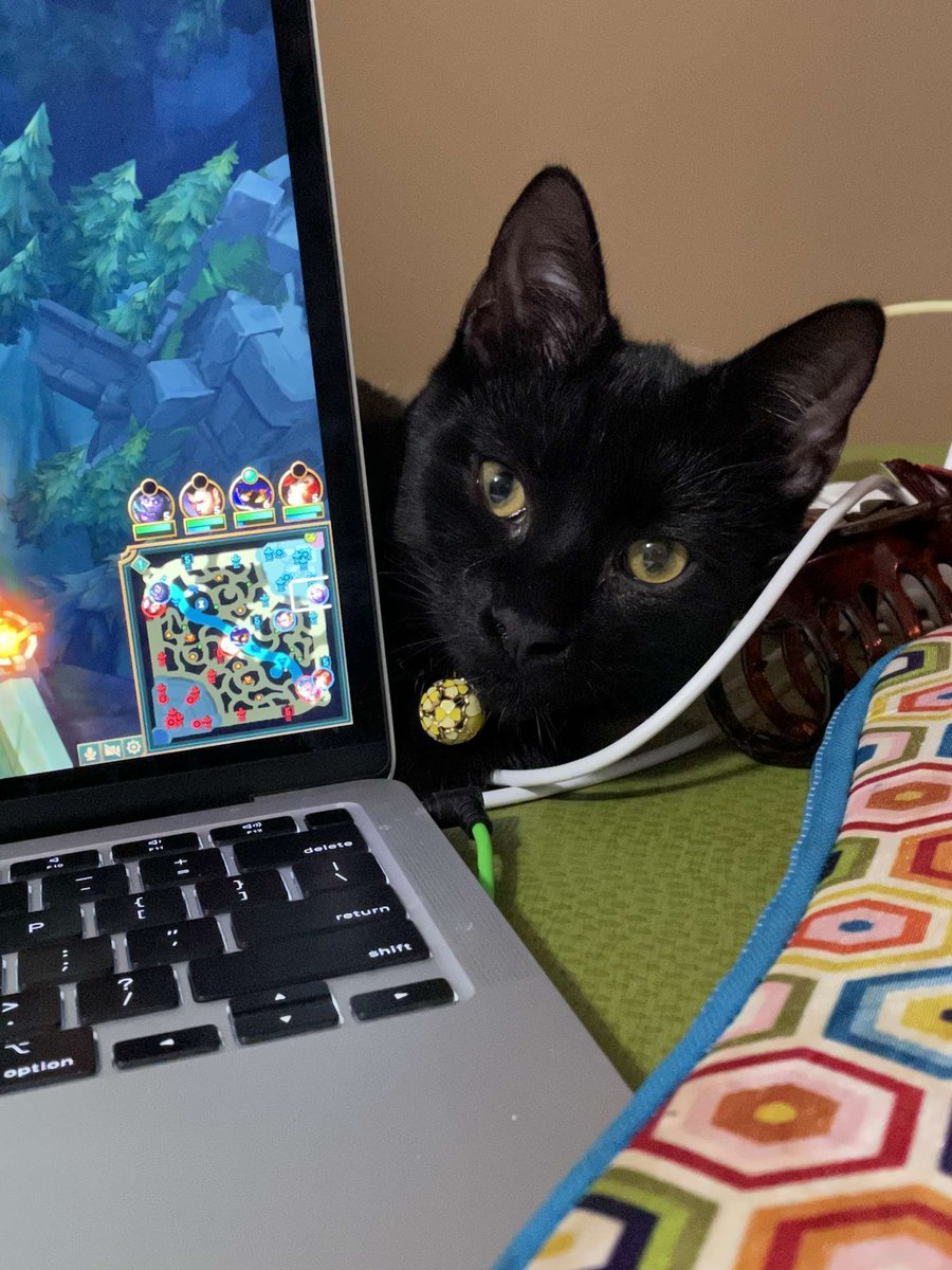 Natrix1208's tweet photo. #BlackCatAppreciationDay https://t.co/adKnYUhs5Q