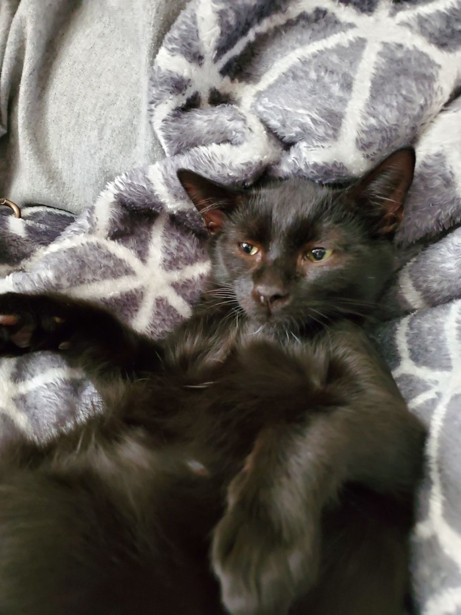 Natrix1208's tweet photo. #BlackCatAppreciationDay https://t.co/adKnYUhs5Q