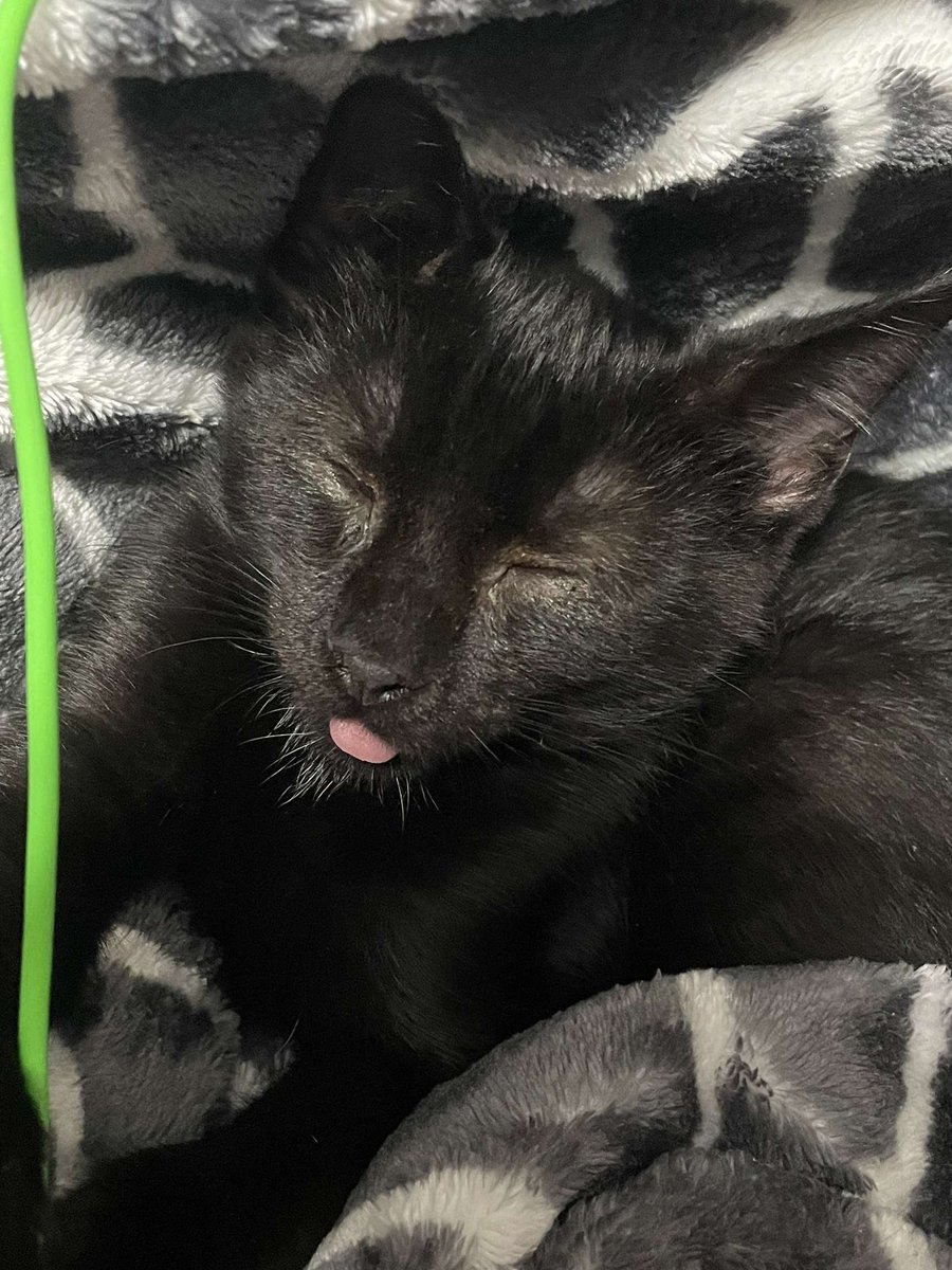 Natrix1208's tweet photo. #BlackCatAppreciationDay https://t.co/adKnYUhs5Q