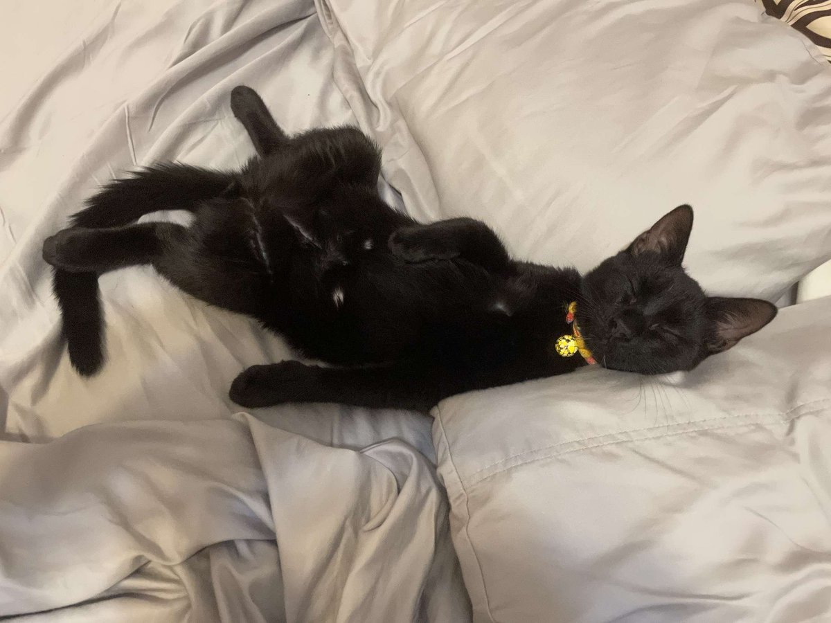 Natrix1208's tweet photo. #BlackCatAppreciationDay https://t.co/adKnYUhs5Q