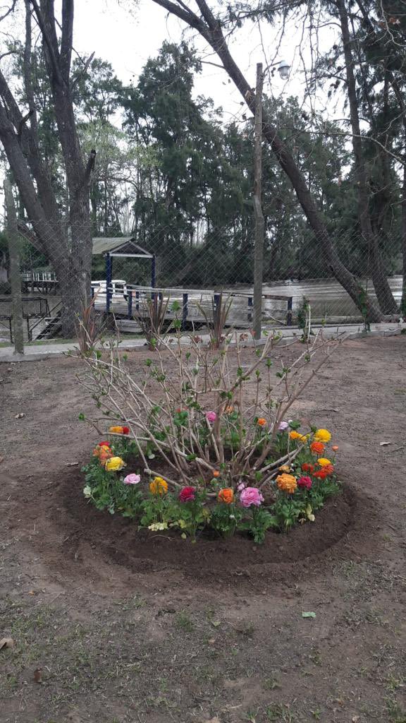 TigreSPublicos's tweet photo. INAUGURAMOS UN NUEVO SECTOR DE JUEGOS EN EL JARDÍN 928

Ya está todo listo para la inauguración del sector de juegos en el Jardín 928 en el Delta de Tigre. ¡Los esperamos mañana!
#TigreEsMiVida https://t.co/Qgu9TJIBJo