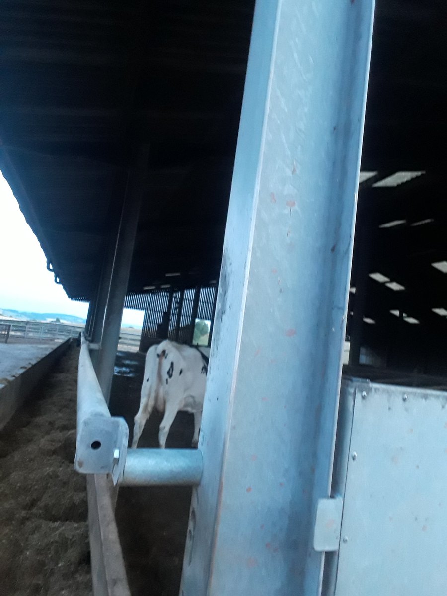 simonsearle1's tweet photo. @fordcows Was getting neck rub on ours. So pushed out 150mm. 3inch tube over 15ft https://t.co/jOKbvnOBmQ