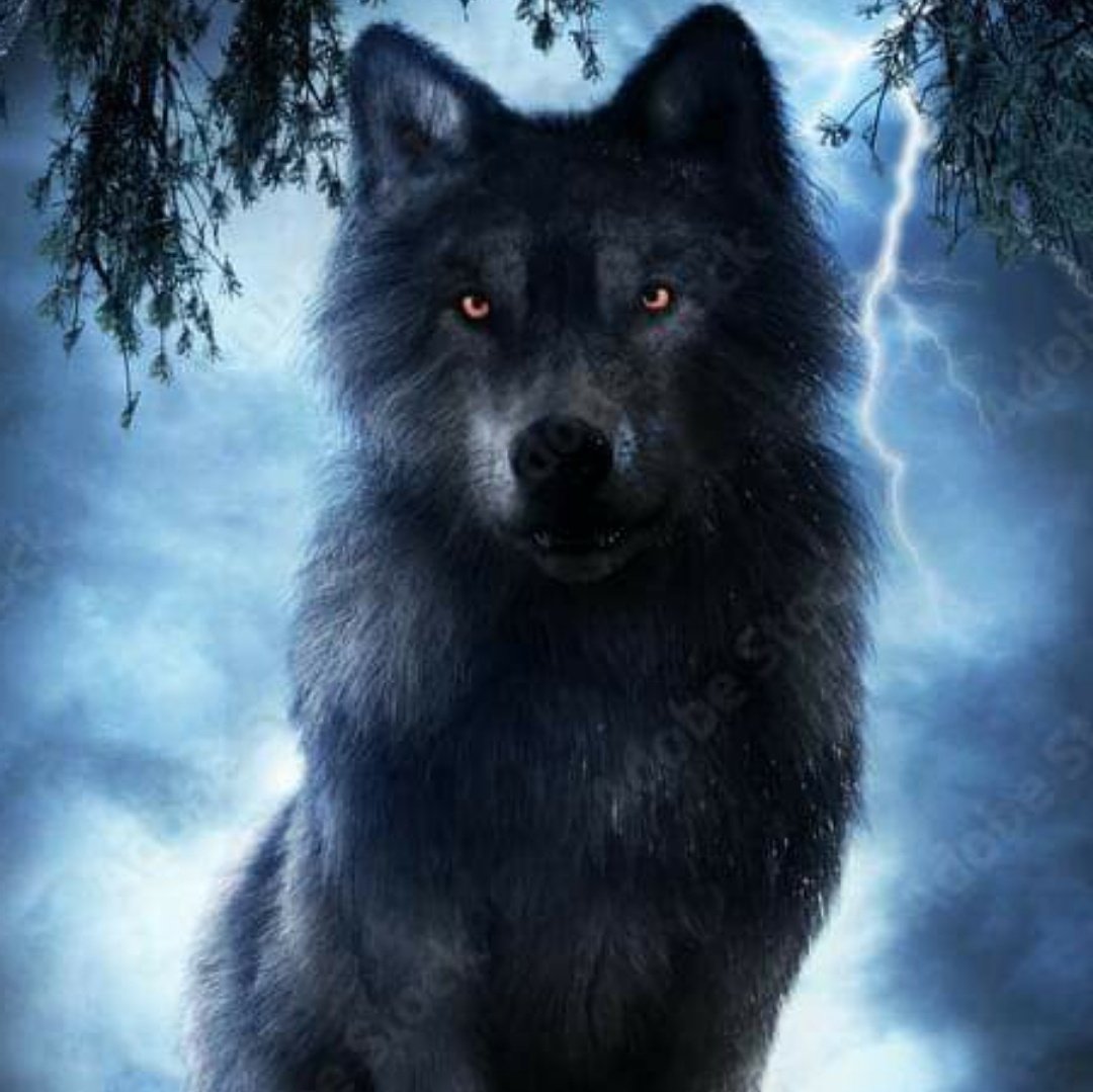 moonwolf772 tweet picture