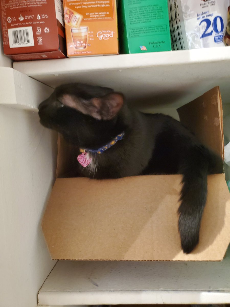 TigBittyKitty's tweet photo. If I fits I sits!! Even if I must sneak into pantry to become spicy Ramen kitten 😹😈🐈‍⬛😸 #cat #cats  #catlife #catlifestyle #CatsofTwittter #housepanther #tigbittykitty #Gato #cutecat #blackcat #gatos #CatsOnTwitter #catsinboxes #meow https://t.co/wMnmqe2JJX