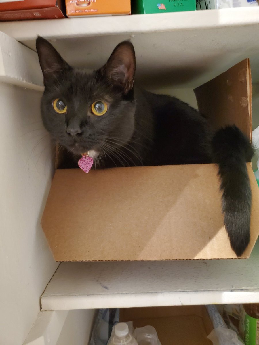 TigBittyKitty's tweet photo. If I fits I sits!! Even if I must sneak into pantry to become spicy Ramen kitten 😹😈🐈‍⬛😸 #cat #cats  #catlife #catlifestyle #CatsofTwittter #housepanther #tigbittykitty #Gato #cutecat #blackcat #gatos #CatsOnTwitter #catsinboxes #meow https://t.co/wMnmqe2JJX