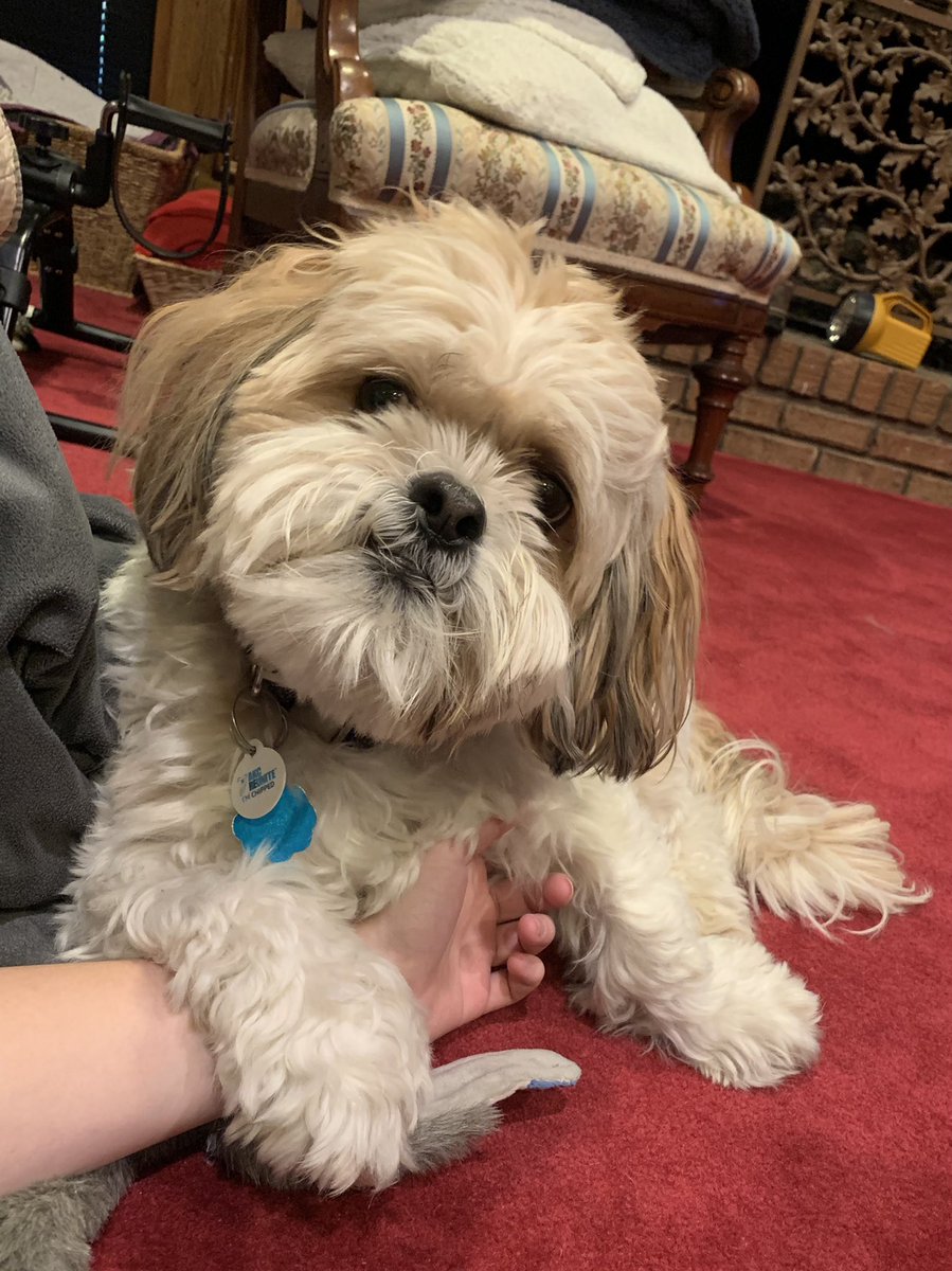 May I hold your paw?🐶❤️
#shihtzu #love #cute #holdmypaw