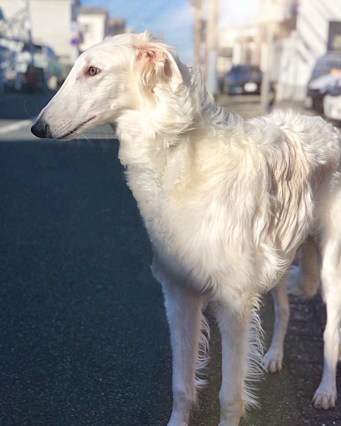 アマテラス ボルゾイ Amateras Borzoi Twitter
