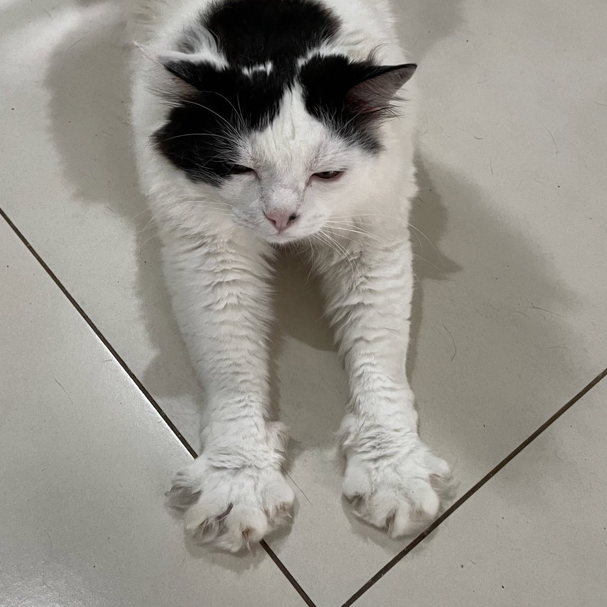 wtfmiu's tweet photo. vai no Google pesquisa gato clica na patinha do lado e depois clica em qualquer lugar na tela https://t.co/M5UHe2JHDn