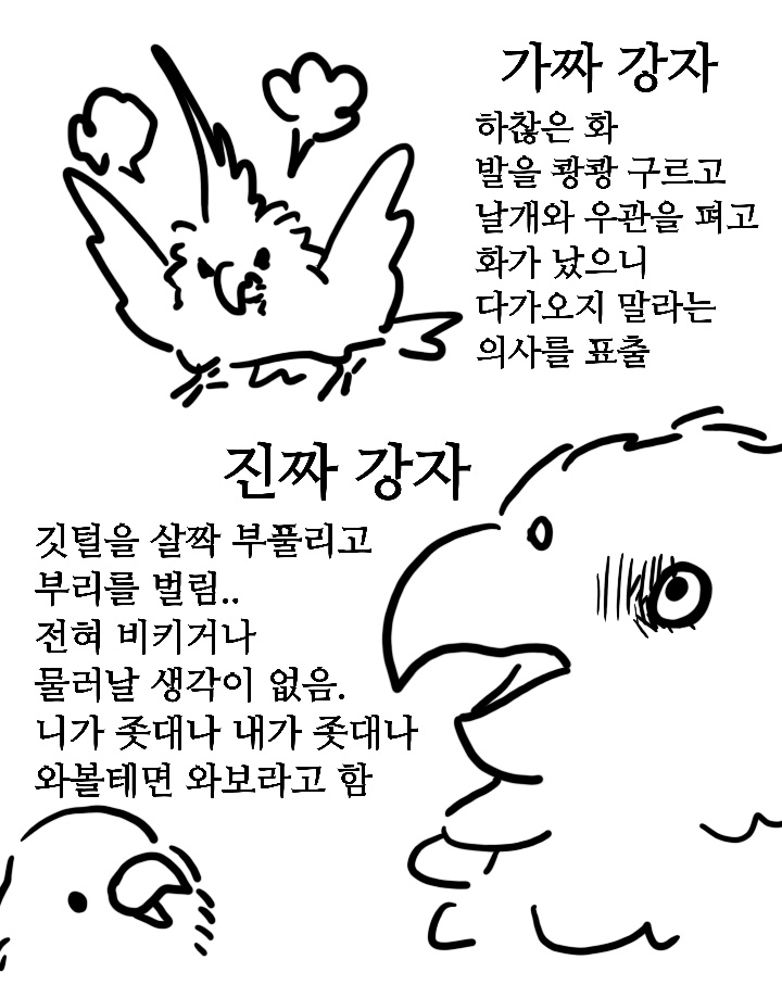 앵무새의 분노 표출