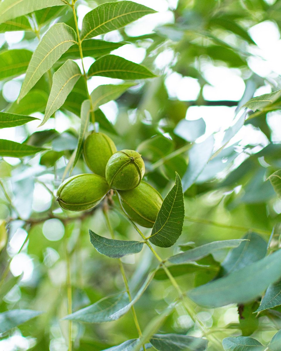 stahmanns's tweet photo. Before we say goodbye to the summer season, let’s take a walk around the farm… together. 💚

Take A Walk Around The Farm With Us 🌳 👉 https://t.co/YaQELVBCqj

#StahmannsPecans https://t.co/fXPKvyisu5