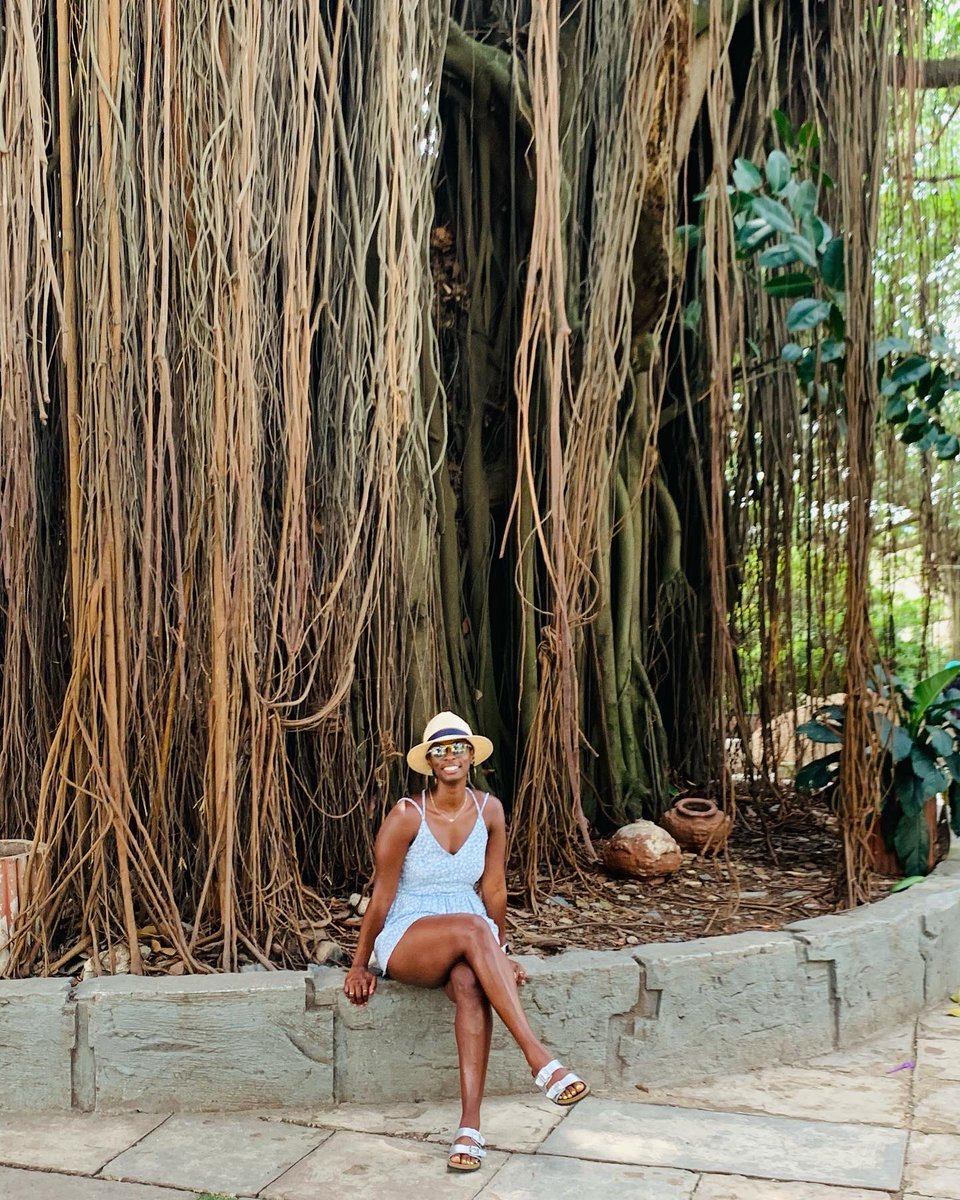 BILSONTOURSGH's tweet photo. Get rest and snap great pictures under the 100 years Abaree tree Often seen as an interior container plant, ( rubber tree). #nature #trees #photography #naturephotography # #landscape #
#rubbertreeplant #rubbertree ##houseplants #plants # Happy hour # funtrip #BILSON TOURS GH๐ฌ๐ญ https://t.co/EeAlSMXEGB
