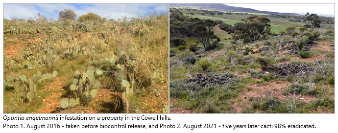 EPLandscapeSA's tweet photo. 📷 Prickly pear infestation in Cowell hills – Aug 2016 and then Aug 2021 following 98% cacti eradicated with a biocontrol release. 
We’re preparing for a spring release of cacti biocontrol in eastern #eyrepeninsula so get in touch if it’s on your place 👉 https://t.co/9lcu9Kv0cc. https://t.co/bBqaGtF3N2