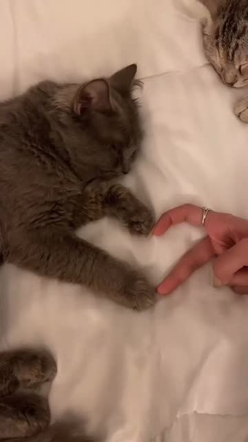 kpopsafespace's tweet photo. .゜you were also sent cats !! (๑˃ᴗ˂)ﻭ　゜．

elfsoob, taehyun and soobin, and these super adorable cats really hope that you're doing well right now and would like to remind you that you're cared about and to please take care of yourself (✿◠‿◠) https://t.co/j2ExqkAQSp