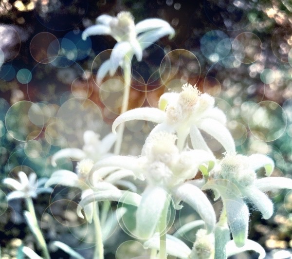 Kumiko Haneishi K3 Kumi Twitter