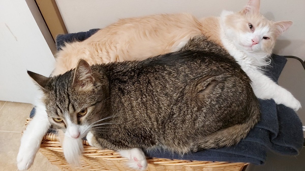 Jane_Munroe_'s tweet photo. These two turkeys just snarfed down their canned suppers in about 6 minutes.
This is how they sleep it off.
#LayAbouts https://t.co/wdZHNfxVu3