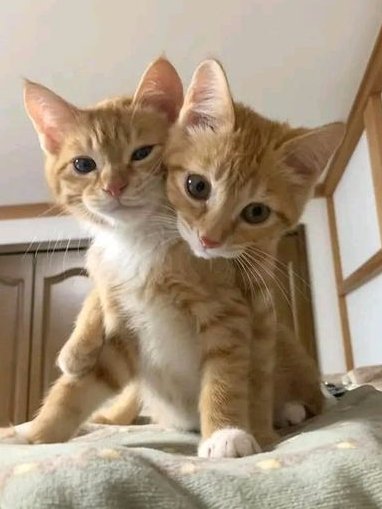 kpopsafespace's tweet photo. .゜you were also sent cats !! (๑˃ᴗ˂)ﻭ　゜．

elfsoob, taehyun and soobin, and these super adorable cats really hope that you're doing well right now and would like to remind you that you're cared about and to please take care of yourself (✿◠‿◠) https://t.co/j2ExqkAQSp