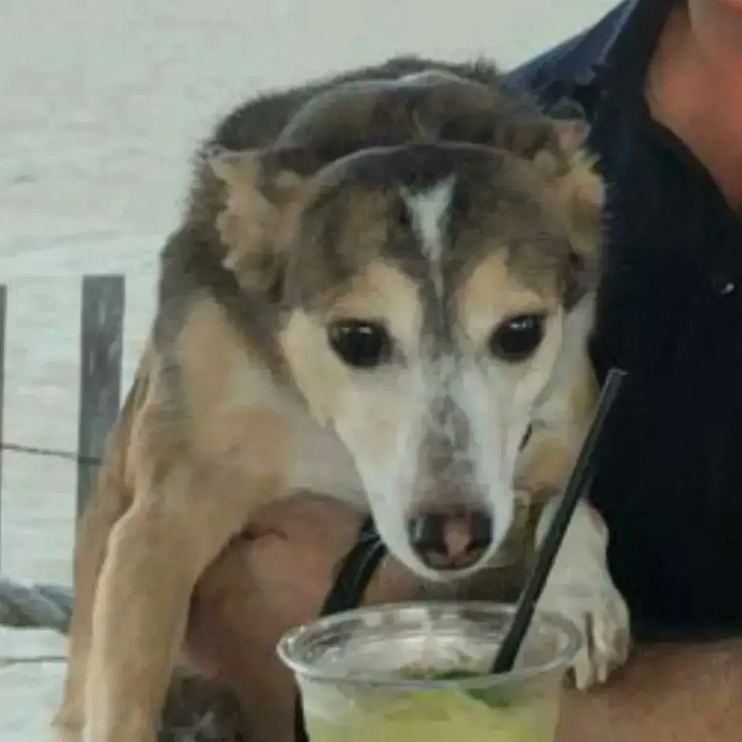 Chris_Cialone's tweet photo. Can you tell by the look on Shyla's face that she loved her very first Margarita? 🍹🐶  #PPBNJ @PtPleasantBchNJ @JenksBoardwalk https://t.co/SepW1hWGyN