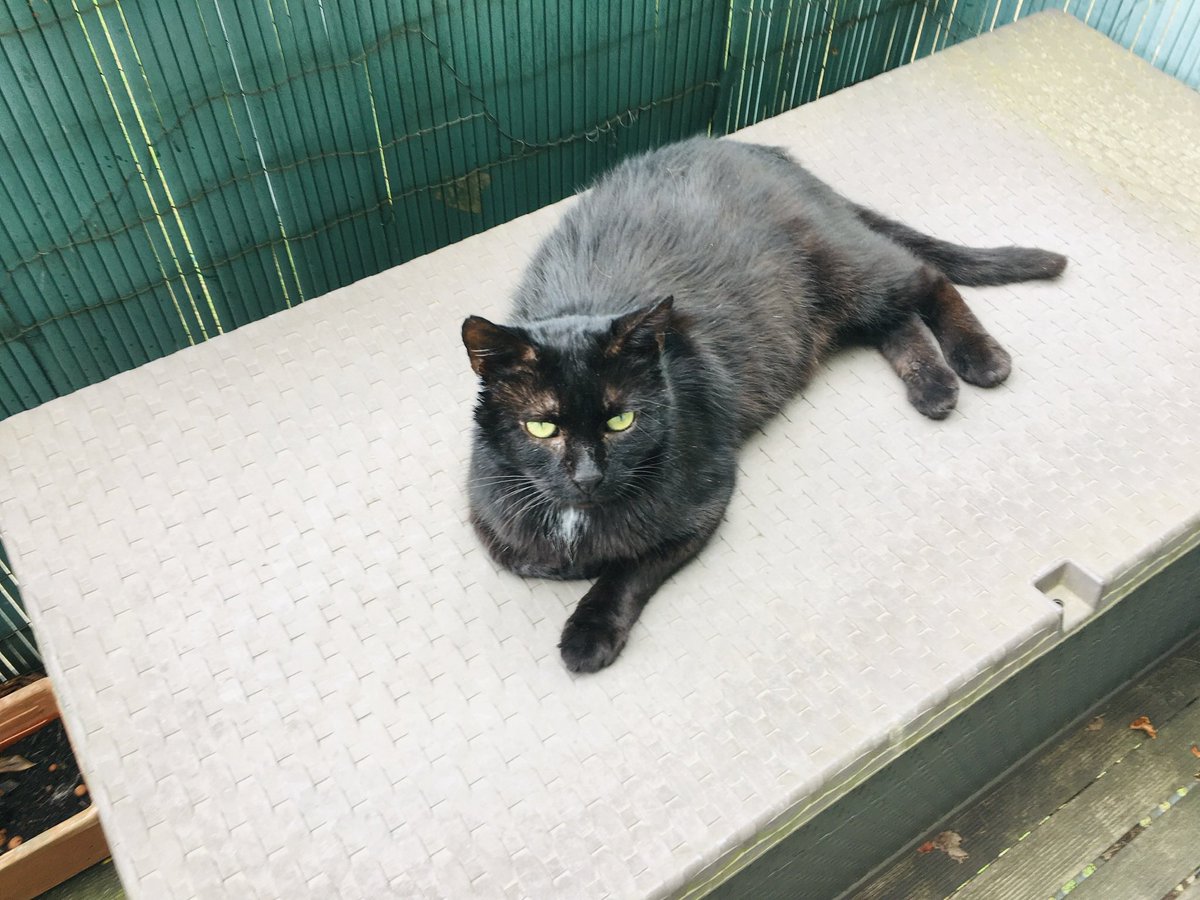 Fredbanak's tweet photo. Journée internationale du chat noir : notre amour Lucien ! 8 ans. Adopté il y a quelques mois. Il est atteint du sida des chats. Il est sourd d’une oreille. Mais comme il est doux et gentil ! #JourneeInternationaleDuChatnoir https://t.co/tNx2MQQnXx