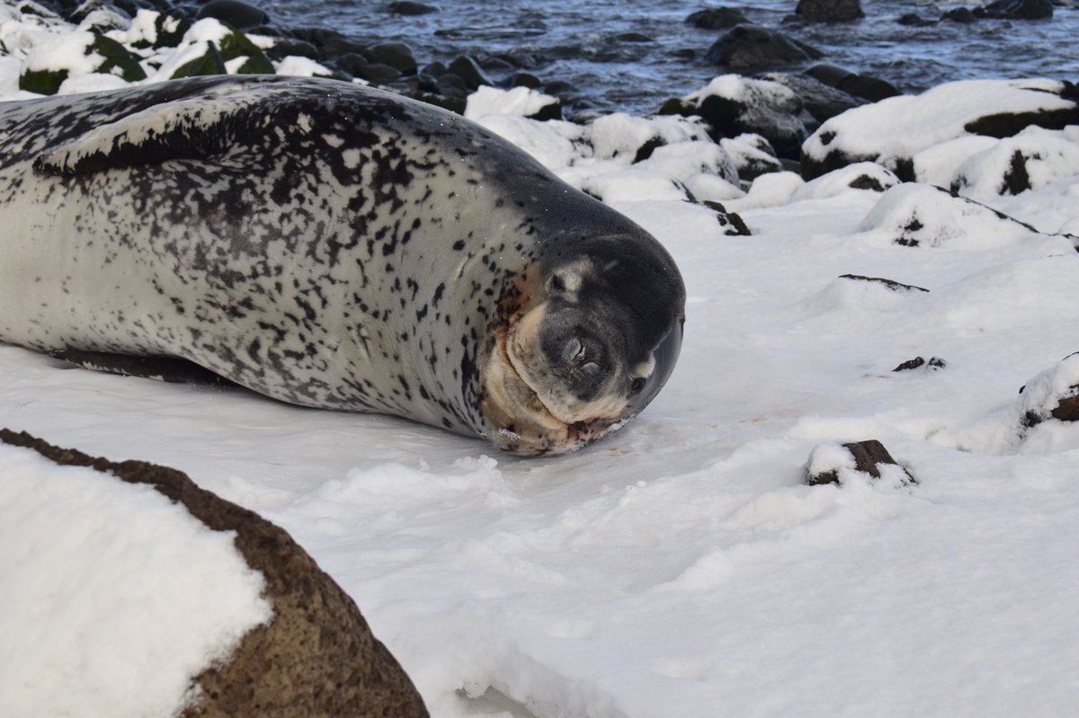 Sarah_S_Kienle's tweet photo. Over the moon to share that our #NSF project to study how #leopardseals are adapting to climate change was funded!!!! Literally a dream project with a dream team! 🦭 🌊 🧊
@BorrasRenato @kienle_lab #ScienceTwitter #GlobaLeps #phdchat https://t.co/C6ilsYUbl7