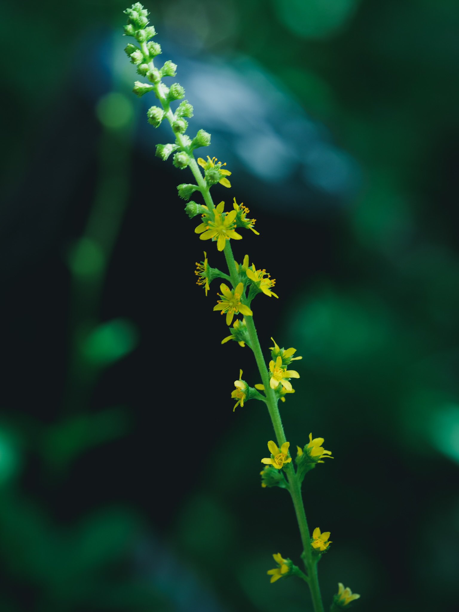 Takao 金水引 キンミズヒキの花 が咲いていました 北海道 九州に分布 ご祝儀などに使われる金箔の水引に似ていることから名付けられたという縁起の良い花です 似ている名前を持つミズヒキの仲間 タデ科 ではなくバラ科です 花言葉は 感謝の気持ち Takao 金水引 キンミズヒキの花 が咲いていました 北海道 九州に分布 ご祝儀などに使われる金箔の水引に似ていることから名付けられたという縁起の良い花です 似ている名前を持つミズヒキの仲間 タデ科 ではなくバラ科です 花言葉は 感謝の気持ち