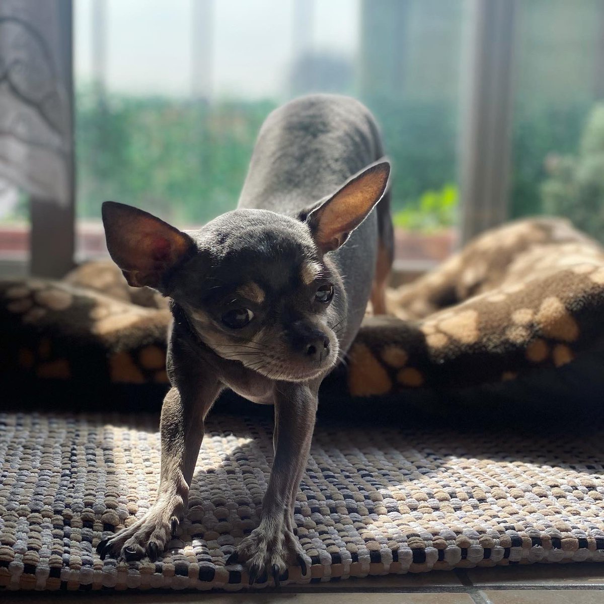 Cindy_Waratin's tweet photo. Enamorá de esta bebecita hermosa 😍😍😍😍😍
#Pakki the #Chihuahua https://t.co/LXZeZXMiUH