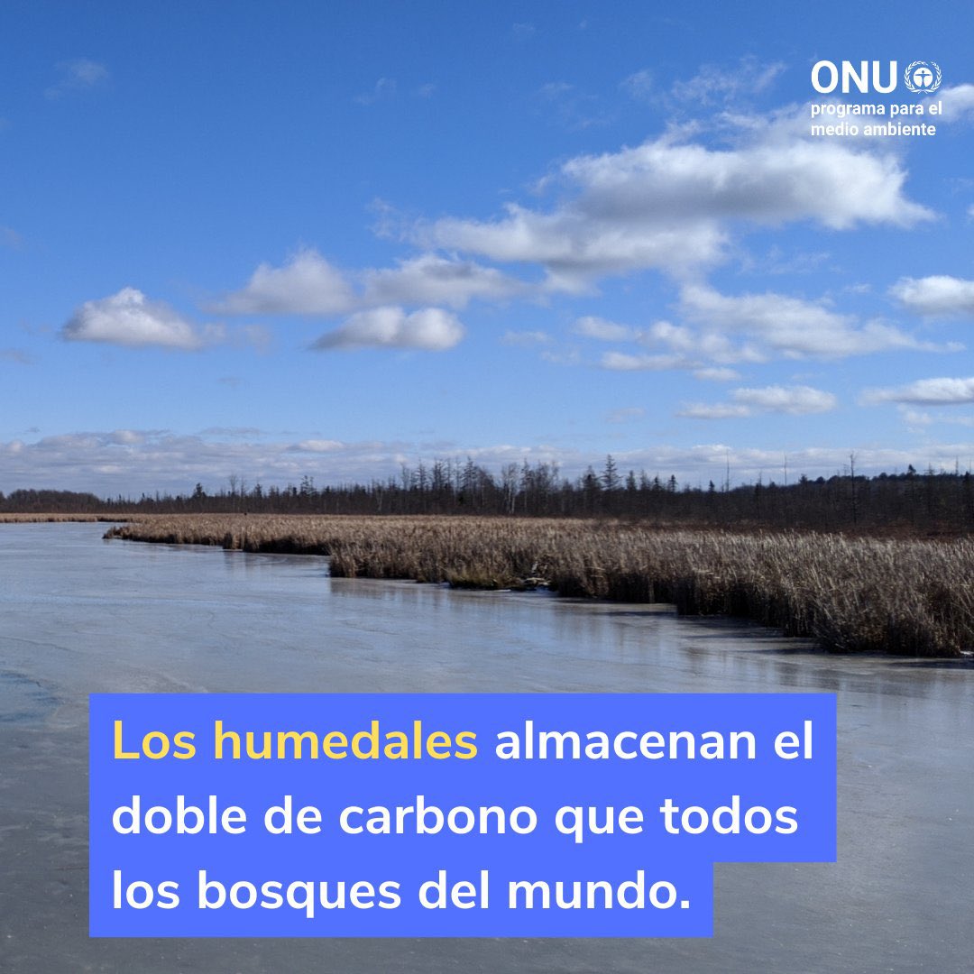 <a href="/ONU_es/">Naciones Unidas</a> señala: #Humedales: pantanos, marismas,turberas= soluciones eficaces basadas en la #naturaleza.

La #restauración y gestión #sostenible de humedales son fundamentales para:
✅ la #biodiversidad
✅ la adaptación al clima
✅ la mitigación del #CambioClimático 
<a href="/pamela_poo/">Pamela Poo🌱</a>