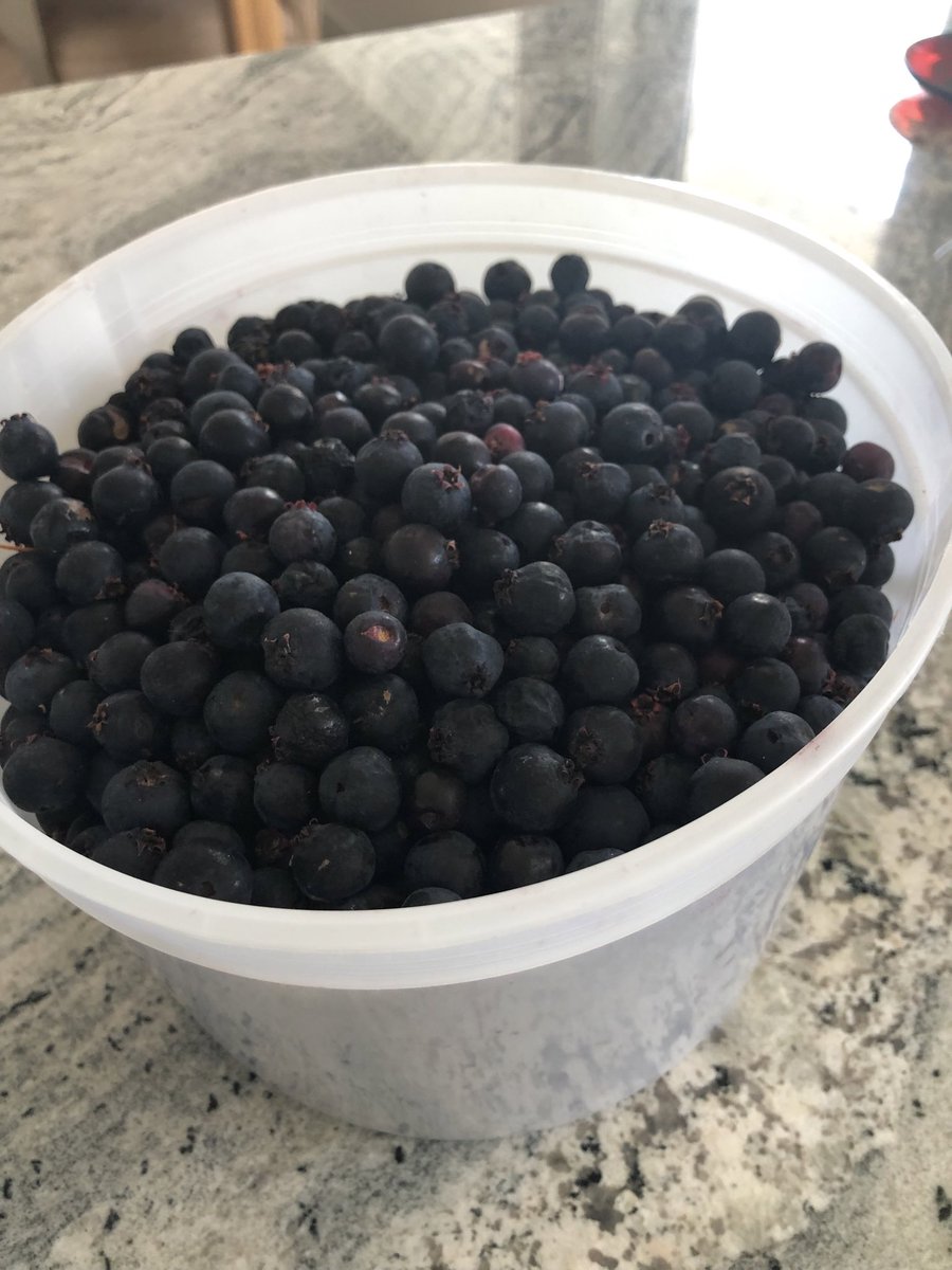 validmavericity's tweet photo. One way to spend a mindful morning is picking the last of the year’s Saskatoons. So delicious. #prairiefood https://t.co/2SmO1PTwRL