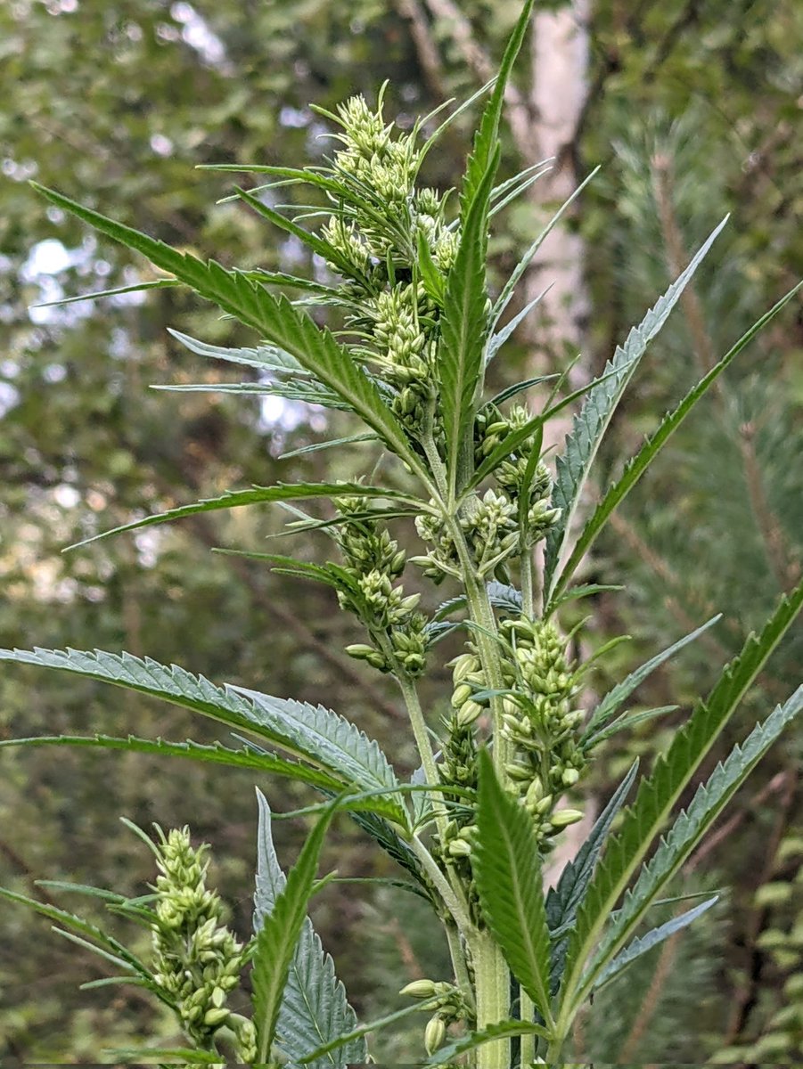 weedeoman's tweet photo. So sieht eine männliche Cannabispflanze aus, die in der Blüte ist. Die männlichen Pflanzen werden in der Regel entfernt, damit sie nicht die weiblichen Blüten bestäuben und diese Samen bilden. Der #Weedmob raucht lieber Sin Semillia (ohne Samen).
#Terpcrew #Hanfverband #Cannabis https://t.co/aIhwXNOWKB