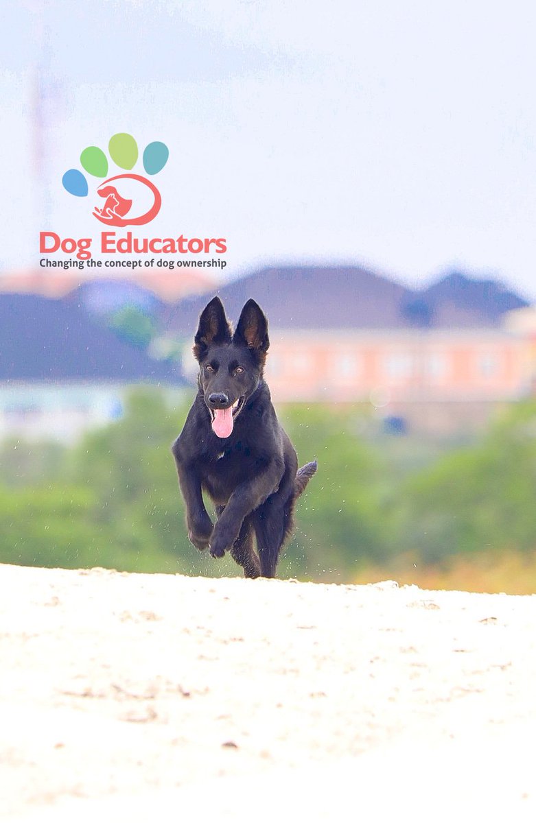 DogEducators's tweet image. Blacky @ 5 months

#DogsofTwittter