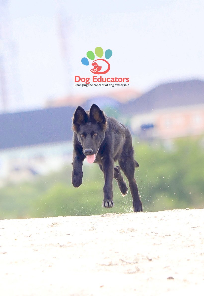 DogEducators's tweet image. Blacky @ 5 months

#DogsofTwittter