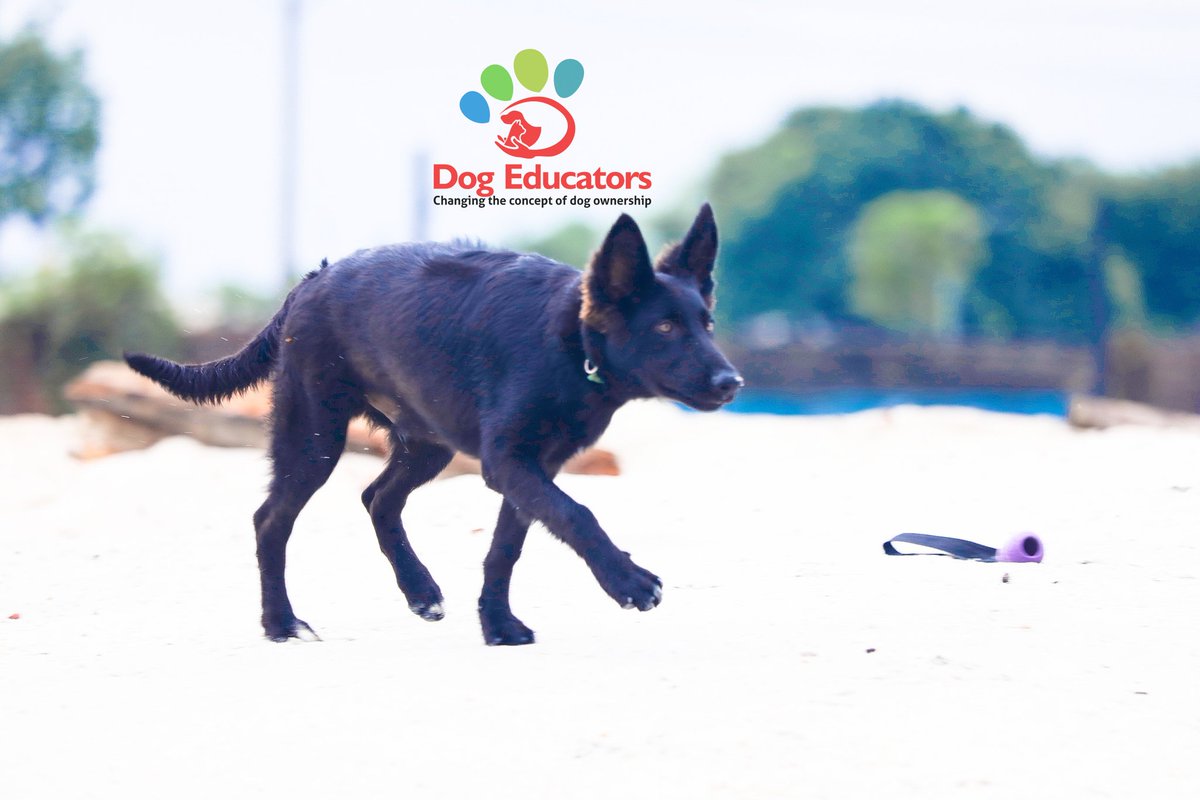 DogEducators's tweet image. Blacky @ 5 months

#DogsofTwittter