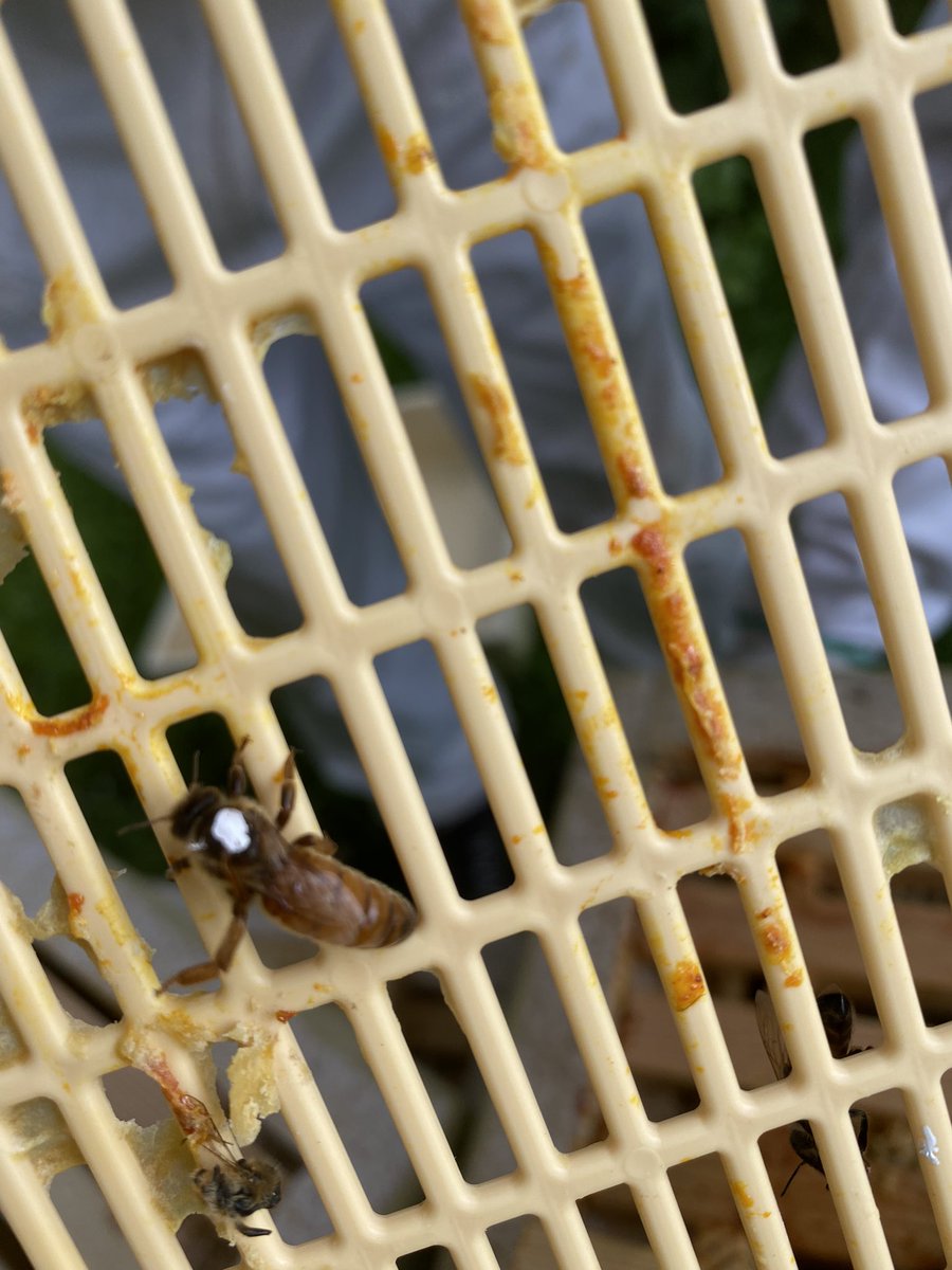 Columbuzz22's tweet photo. Marking a queen 🐝👑 a few weeks ago we had a swarm from Hive A. We have a new queen that needed to be marked . Doing this makes it easier for us to find her in the colony , especially in a hive packed with bees 🔎 https://t.co/P6Hdj6aSUV