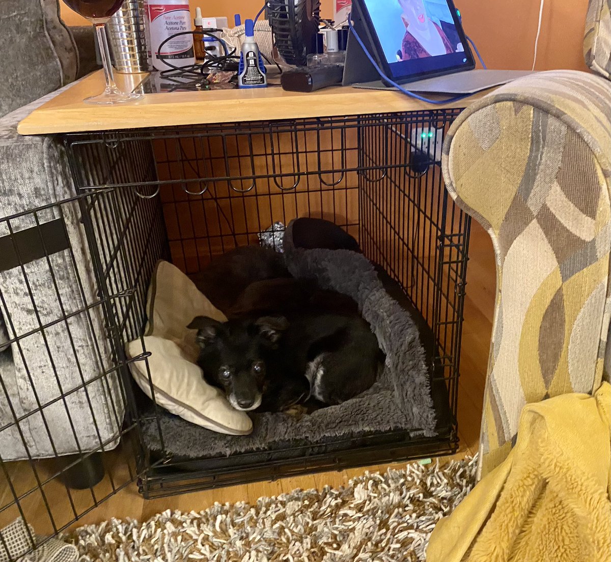 TwiStedSyStah's tweet photo. @BallingerMom @ballingerfamily Sharing my dog crate hack that works for my smaller house. I attached a table top to my dogs all metal crate, making it a functional end table #mindtheclutter #seepic #DogsofTwittter #blinddog https://t.co/zihkyc9LIw