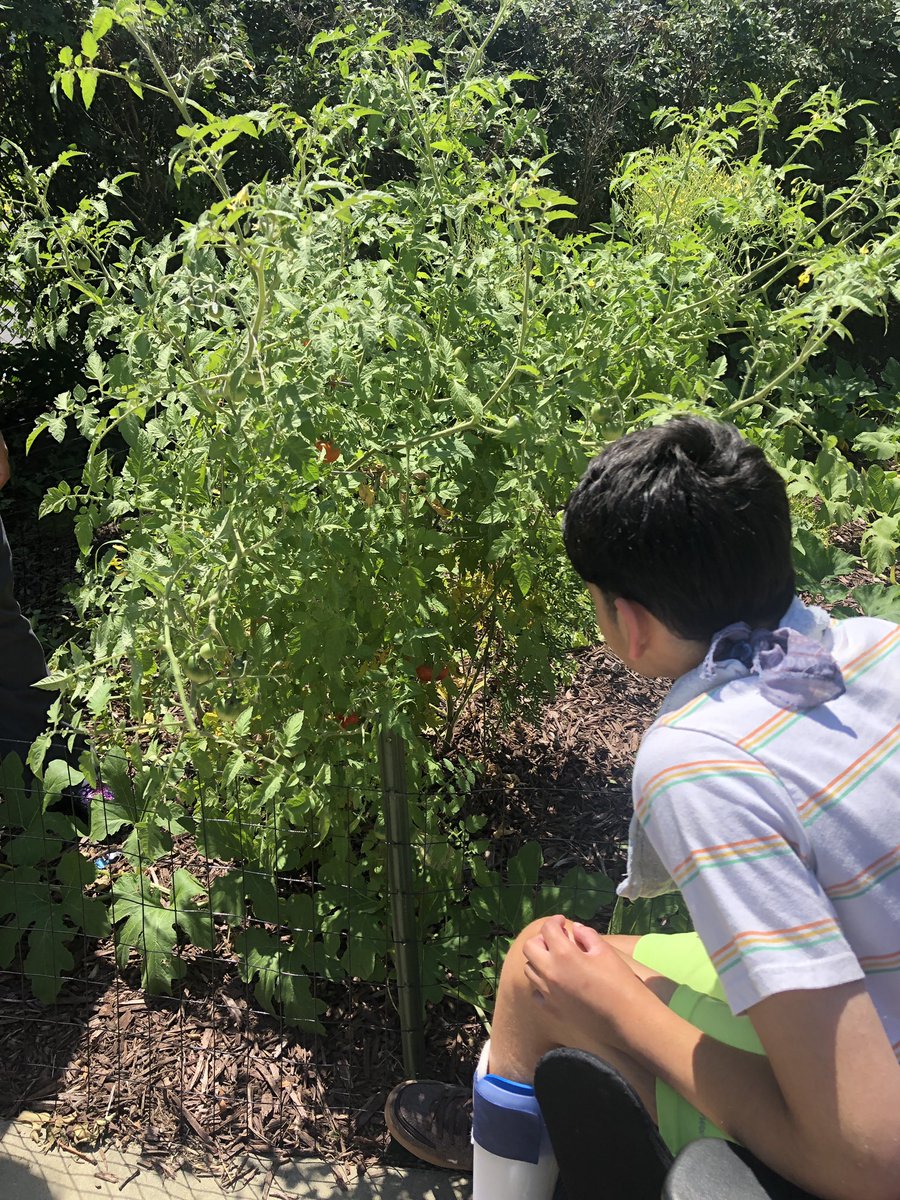 ms_schafferMS's tweet photo. Enjoying the fruits of our labor!!! 🍅🍅🍅

We planted vegetables in the @MinerSchool garden during science last spring, and now we are seeing the results!!! Tomatoes, potatoes, peppers and even pumpkins!!! #WeAreNSSEO https://t.co/K9DH4SDdGb