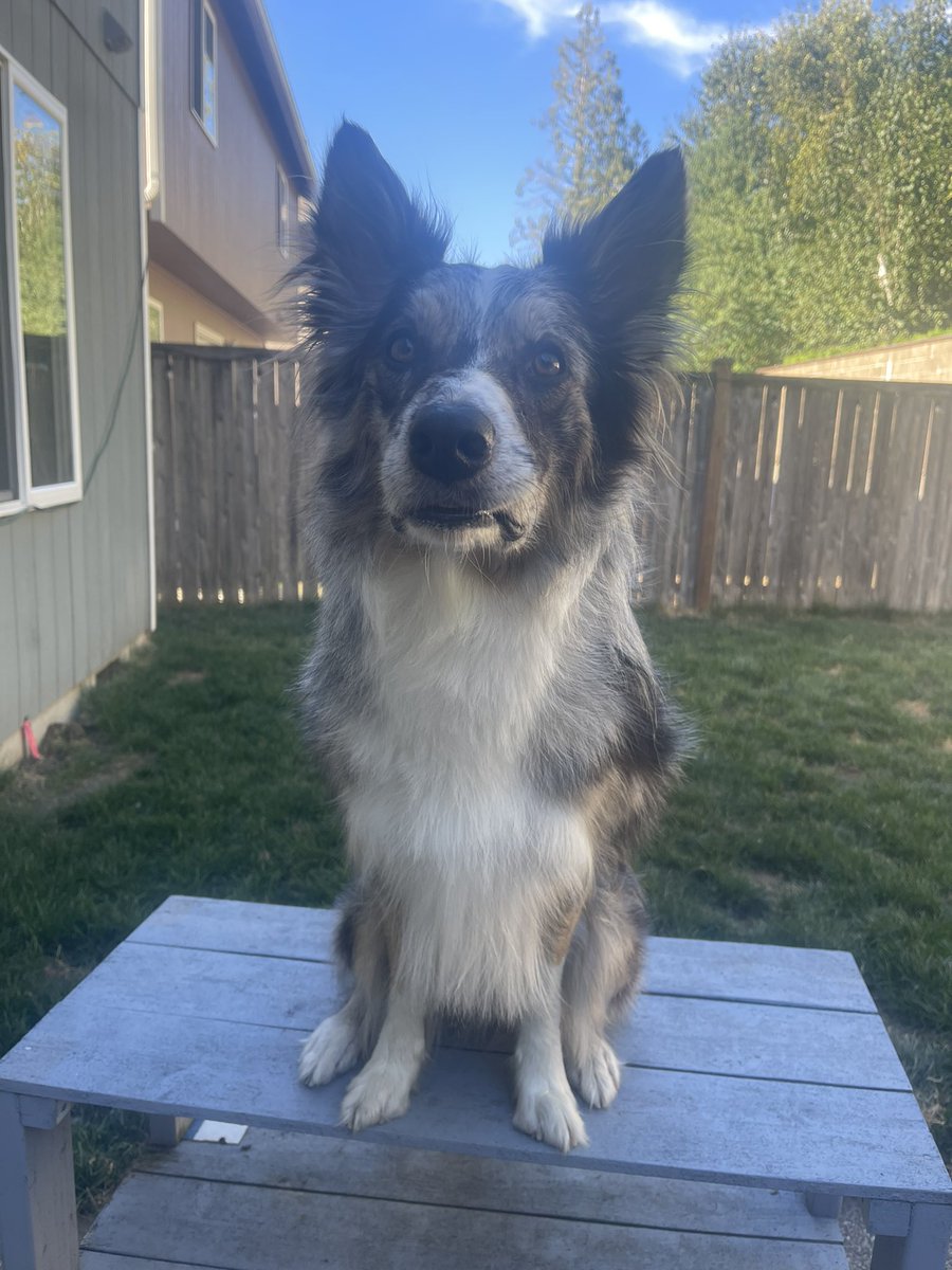 good dog squad tweet media