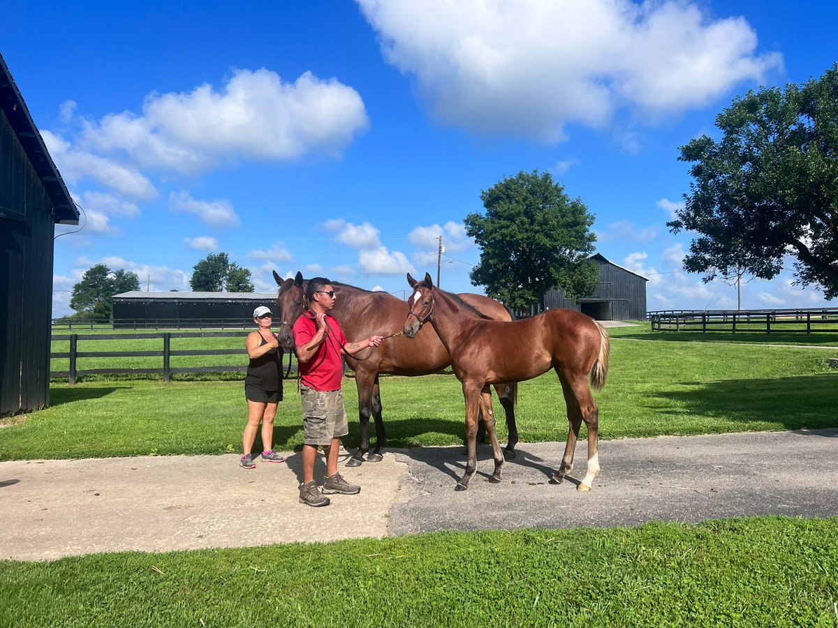 TomRyanKY's tweet photo. May born filly foal by Quality Road. BOURBONESQUE is back in foal to Twirling Candy. #AtlasFarm #SFbred https://t.co/LNn8X7nu4a