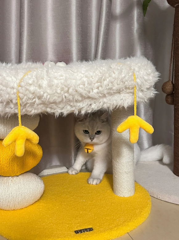 Lisa147434's tweet photo. Good night!  Lucky https://t.co/FPUqHwwI17