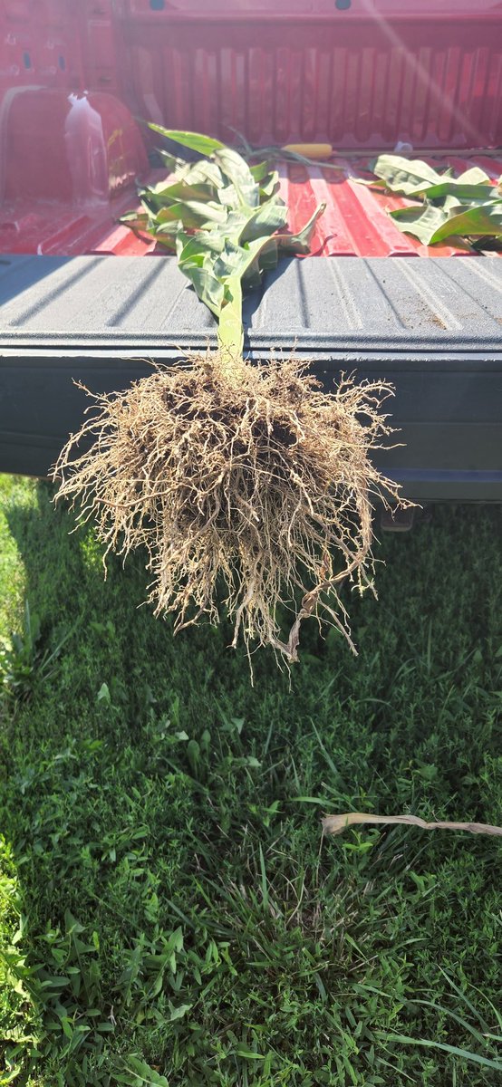 aricdh's tweet photo. DKC107-33 in our C-C plot near Ireton...historically high rootworm pressure here 
@DKCAsgrowNWIA https://t.co/tlzaBCpJBH