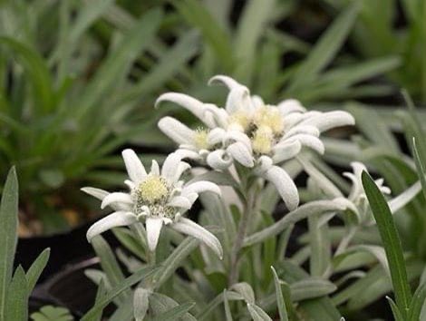 田中良一 今日の誕生花 エーデルワイス 花言葉 大切な思い出 22 08 18 木曜日 雨の茨城県坂東市の朝です すてきな1日をお過ごしください T Co 787jzd1c5v Twitter